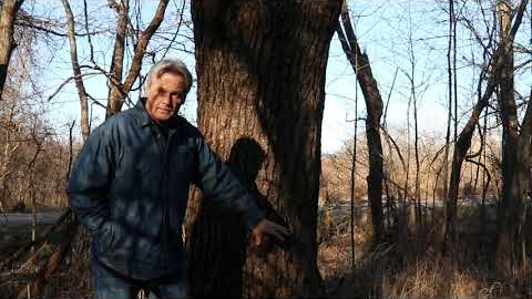 How To Make Money Clearing Your  Wooded Land