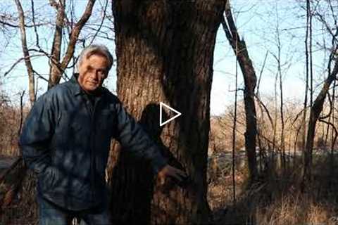 How To Make Money Clearing Your  Wooded Land