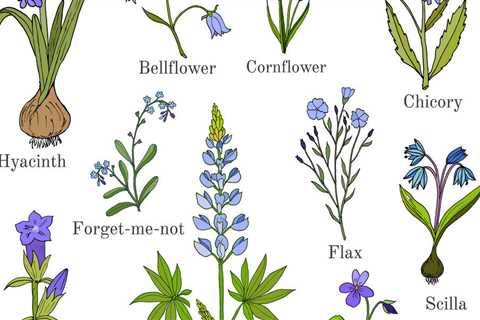 Blue Flowers – Symbolizing Hope, Optimism, Ambition, and Desire