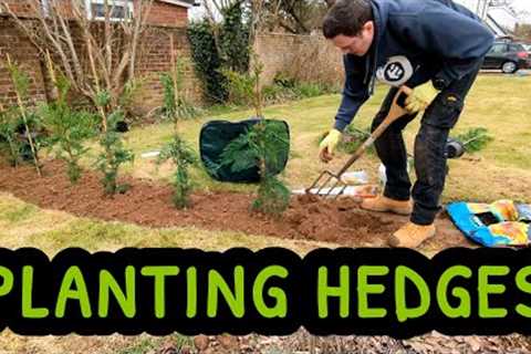 Planting 60 Hedges In One Day | Privacy Hedge | Cypress Leyland | Leylandii