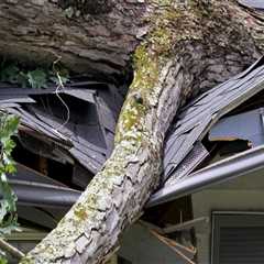 How to Repair Tree Damage on Your Roof