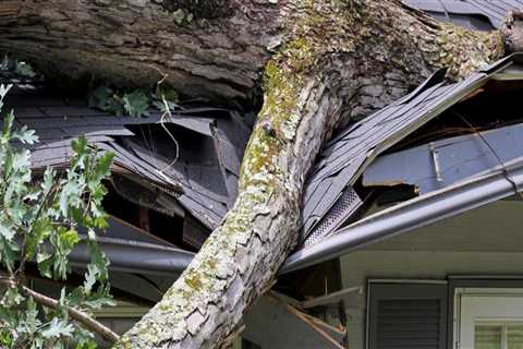 How to Repair Tree Damage on Your Roof