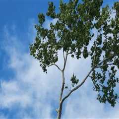 Tree Removal Service Tips To Maximize Curb Appeal In Kalamazoo, Michigan
