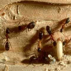 How Insect Control Companies Give You An Edge In Paradise, NV's Real Estate Sellers Market