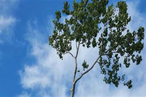 Tree Removal Service Tips To Maximize Curb Appeal In Kalamazoo, Michigan