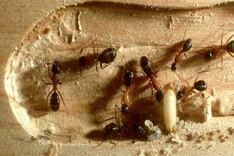 How Insect Control Companies Give You An Edge In Paradise, NV's Real Estate Sellers Market