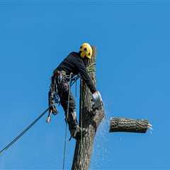 Creating Safer Spaces: Tree Removal For Senior Living Communities In Damascus, OR