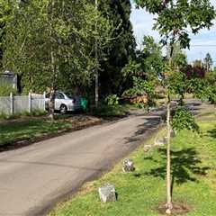 Why Tree Trimming In Portland Is A Crucial First Step Before Building Your New Home