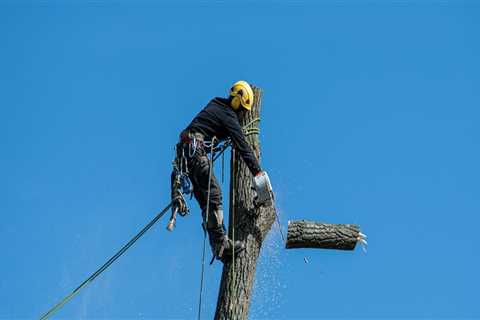Creating Safer Spaces: Tree Removal For Senior Living Communities In Damascus, OR