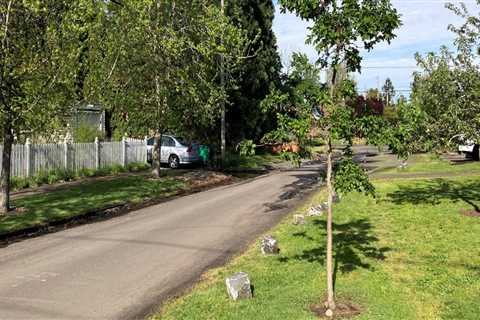 Why Tree Trimming In Portland Is A Crucial First Step Before Building Your New Home