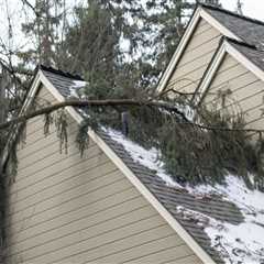 How to Protect Your Roof From Tree Damage