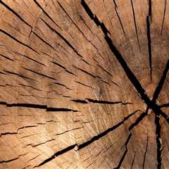 Tree Stump Removal in Oregon: A Smart Step Before Using Property Listing Services