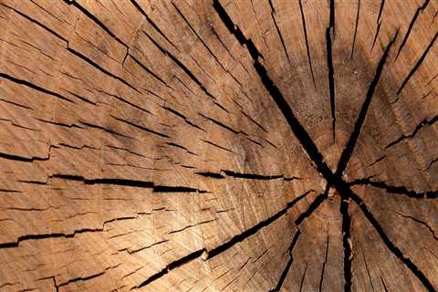 Tree Stump Removal in Oregon: A Smart Step Before Using Property Listing Services