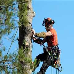Tree Trimming in Grant County, WV for Commercial Property Management and Year-Round Curb Appeal