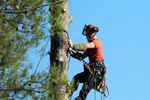 Tree Trimming in Grant County, WV for Commercial Property Management and Year-Round Curb Appeal