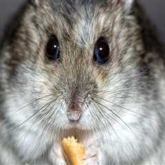 Protect Your Home: Rodent Control & Appliance Repair Tips