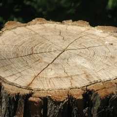 Enhance Your Portland Villa Rentals with Expert Stump Removal