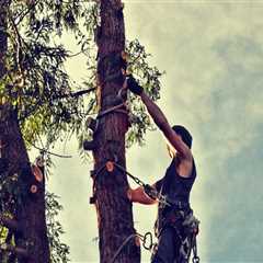 Professional Tree Removal Services in Portland