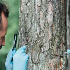 Tree Health Assessment in Petersburg, WV: Why Healthy Trees Matter Beyond a Home Appraisal
