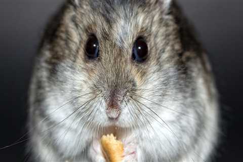 Protect Your Home: Rodent Control & Appliance Repair Tips