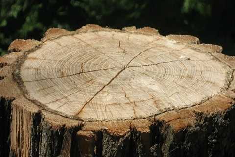 Enhance Your Portland Villa Rentals with Expert Stump Removal