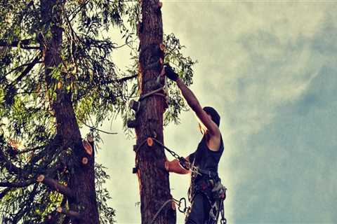Professional Tree Removal Services in Portland