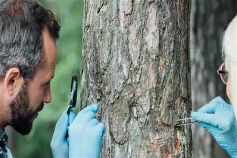 Tree Health Assessment in Petersburg, WV: Why Healthy Trees Matter Beyond a Home Appraisal